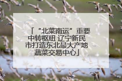 “北菜南运”重要中转枢纽 辽宁新民市打造东北最大产地蔬菜交易中心
