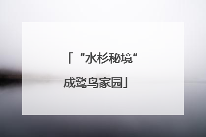 “水杉秘境”成鹭鸟家园
