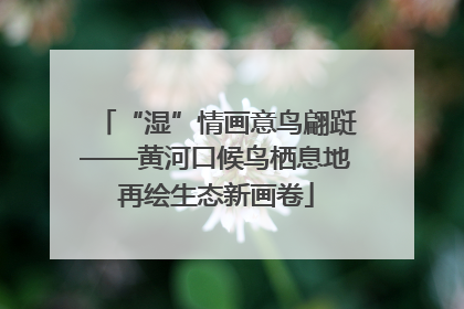 “湿”情画意鸟翩跹——黄河口候鸟栖息地再绘生态新画卷