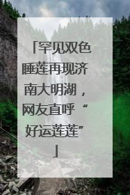 罕见双色睡莲再现济南大明湖，网友直呼“好运莲莲”