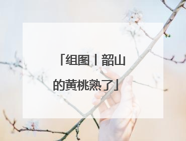 组图丨韶山的黄桃熟了