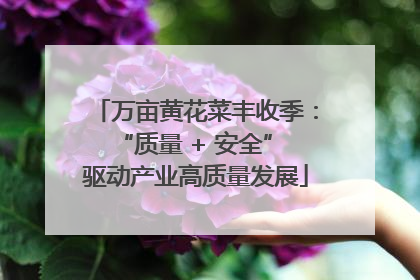 万亩黄花菜丰收季：“质量 + 安全” 驱动产业高质量发展