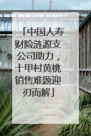 中国人寿财险涟源支公司助力，十甲村黄桃销售难题迎刃而解