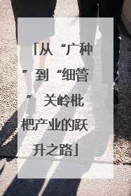 从“广种”到“细管” 关岭枇杷产业的跃升之路