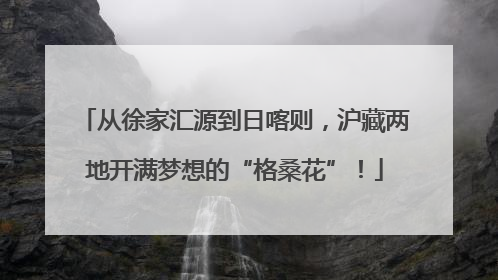 从徐家汇源到日喀则，沪藏两地开满梦想的“格桑花”！