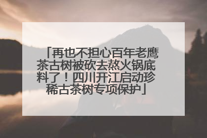 再也不担心百年老鹰茶古树被砍去熬火锅底料了！四川开江启动珍稀古茶树专项保护