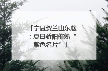 宁夏贺兰山东麓：夏日骄阳催熟“紫色名片”