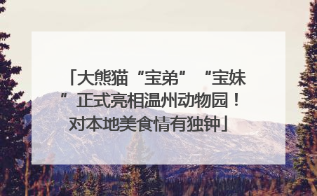 大熊猫“宝弟”“宝妹”正式亮相温州动物园！对本地美食情有独钟