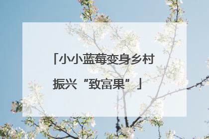 小小蓝莓变身乡村振兴“致富果”