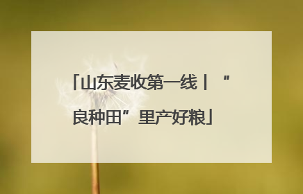 山东麦收第一线丨“良种田”里产好粮