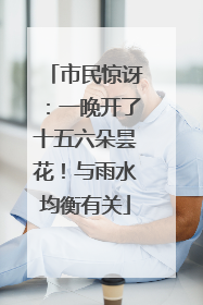 市民惊讶：一晚开了十五六朵昙花！与雨水均衡有关