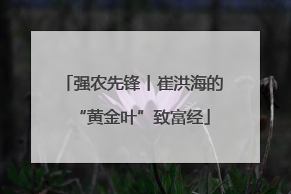 强农先锋丨崔洪海的“黄金叶”致富经