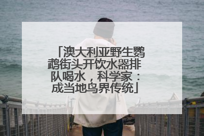 澳大利亚野生鹦鹉街头开饮水器排队喝水，科学家：成当地鸟界传统