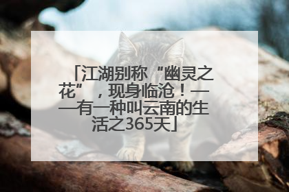 江湖别称“幽灵之花”，现身临沧！——有一种叫云南的生活之365天