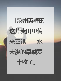 沧州黄骅的这片麦田里传来喜讯：一水未浇的旱碱麦丰收了