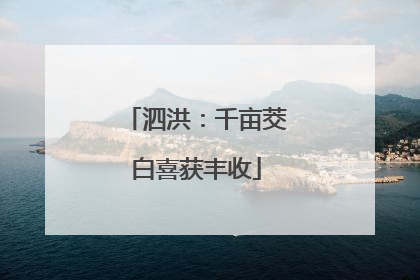 泗洪：千亩茭白喜获丰收