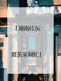 湖南桂东：夏茶采制忙