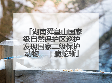 湖南舜皇山国家级自然保护区巡护发现国家二级保护动物——脆蛇蜥