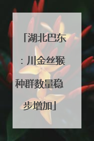 湖北巴东：川金丝猴种群数量稳步增加