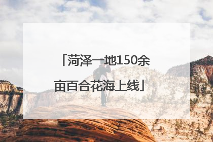 菏泽一地150余亩百合花海上线