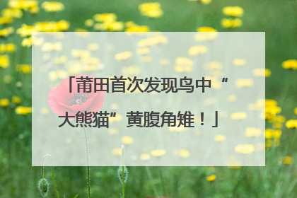 莆田首次发现鸟中“大熊猫”黄腹角雉！