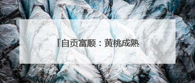 自贡富顺：黄桃成熟 采摘品尝乐翻天
