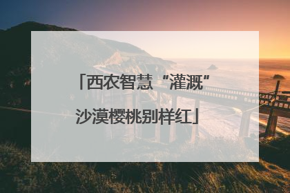 西农智慧“灌溉” 沙漠樱桃别样红