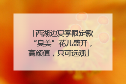 西湖边夏季限定款“臭美”花儿盛开，高颜值，只可远观