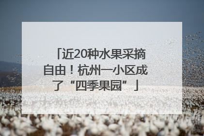 近20种水果采摘自由！杭州一小区成了“四季果园”