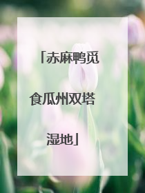 赤麻鸭觅食瓜州双塔湿地