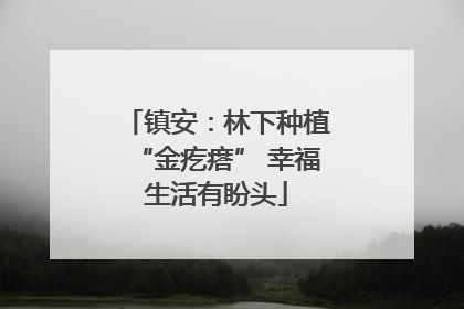 镇安：林下种植“金疙瘩” 幸福生活有盼头