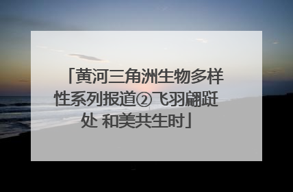 黄河三角洲生物多样性系列报道②飞羽翩跹处 和美共生时