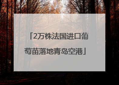 2万株法国进口葡萄苗落地青岛空港