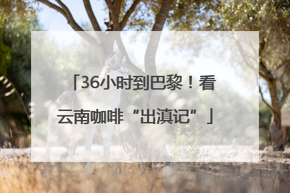 36小时到巴黎！看云南咖啡“出滇记”